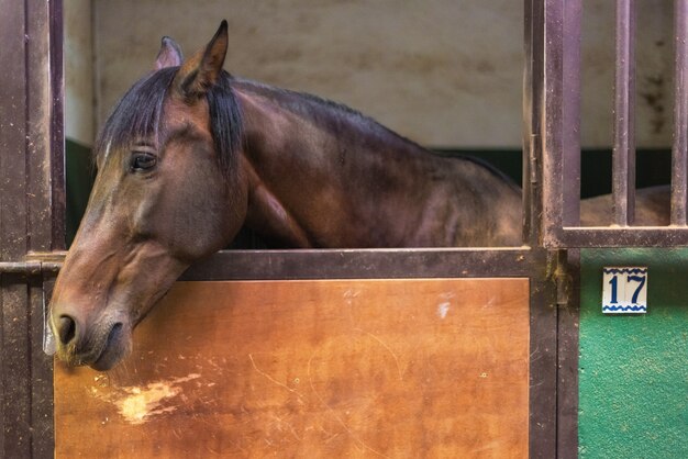 Cavalo no estábulo