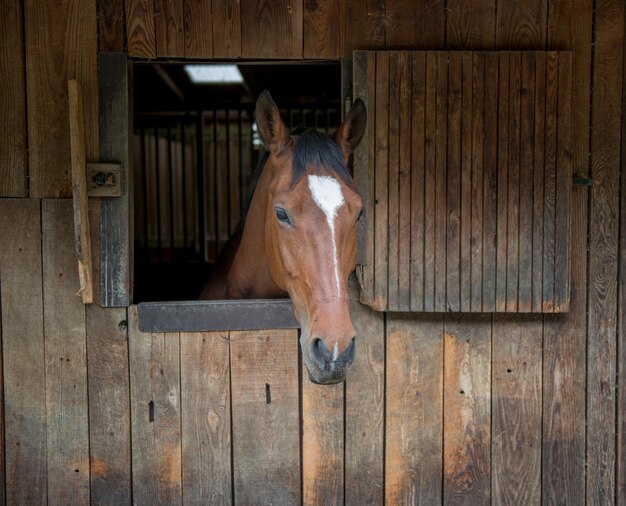 Cavalo no estábulo