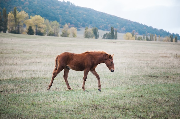 Cavalo no fundo da paisagem de grama verde