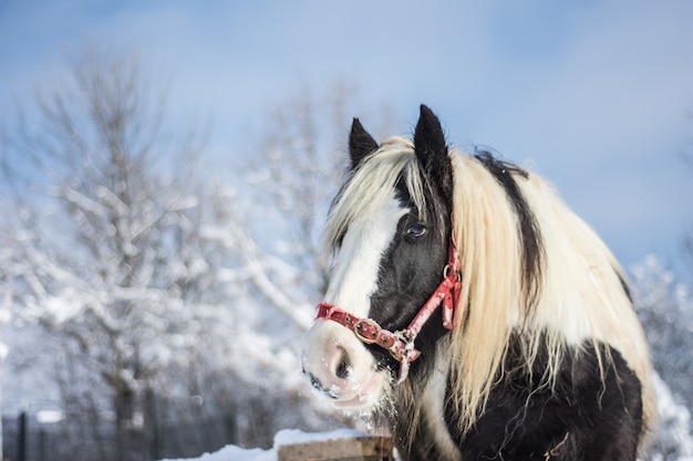 Cavalo no inverno fora