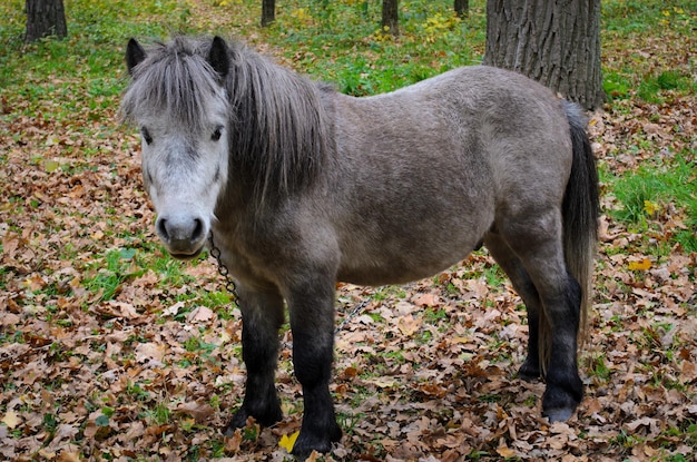 cavalo no outono