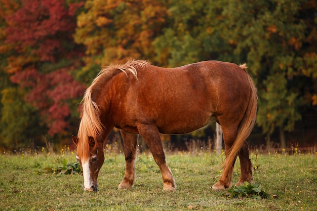 Cavalo no pasto e paisagem outonal ao fundo