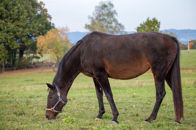 Cavalo no pasto e paisagem outonal ao fundo