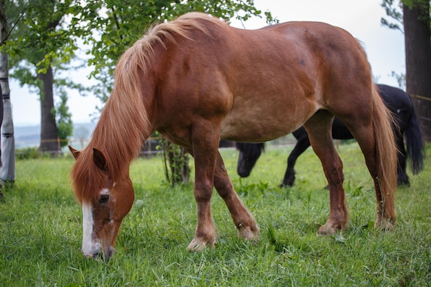 Cavalo no pasto e paisagem outonal ao fundo