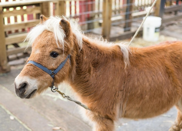 Cavalo no pasto