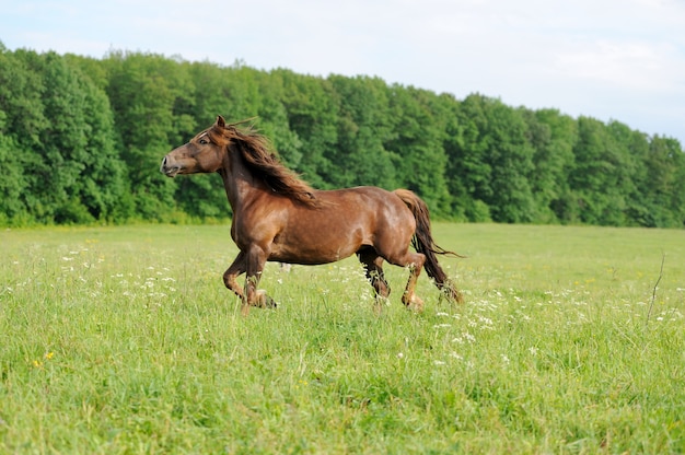 Cavalo no Prado. Dia de verão