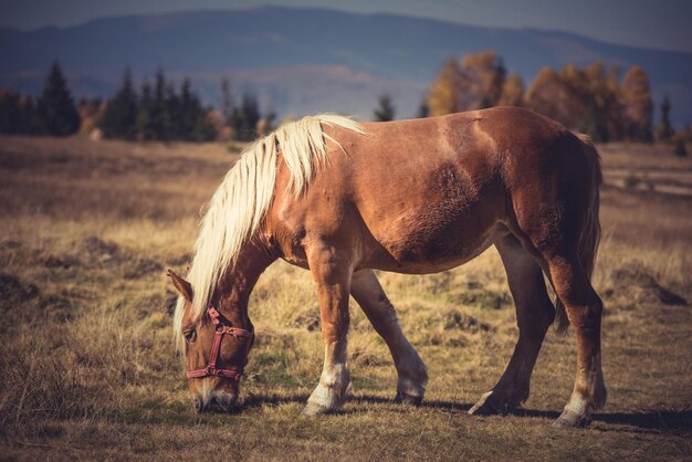 Foto cavalo no prado