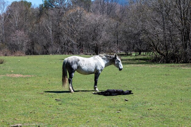 Cavalo no prado