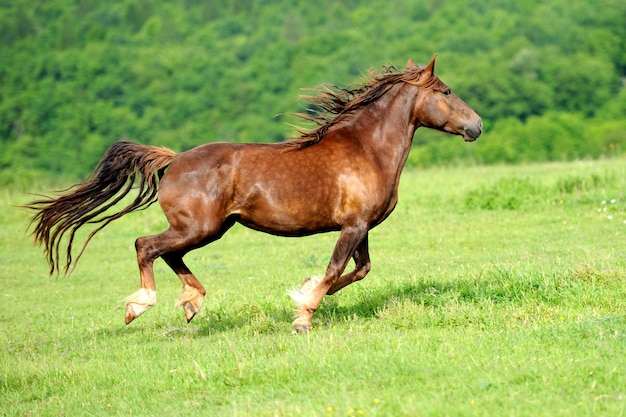 Cavalo no Prado