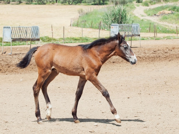 Cavalo no rancho