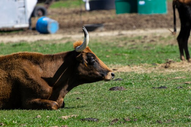 Cavalo num campo