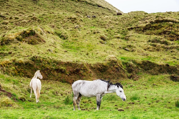 Foto cavalo num campo