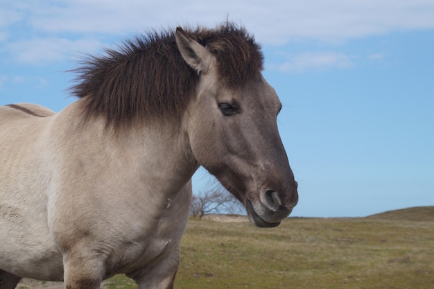 Cavalo num campo