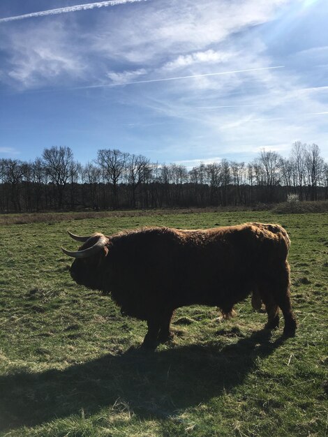 Foto cavalo num campo