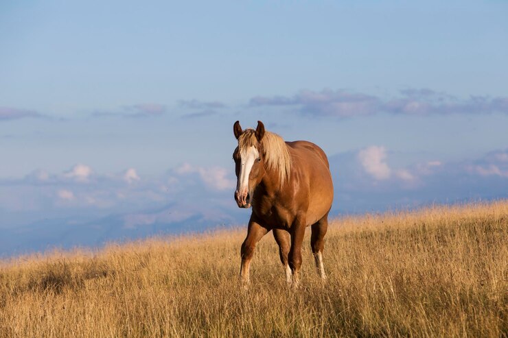 Foto cavalo num campo