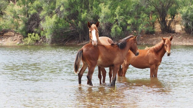 Foto cavalo num lago