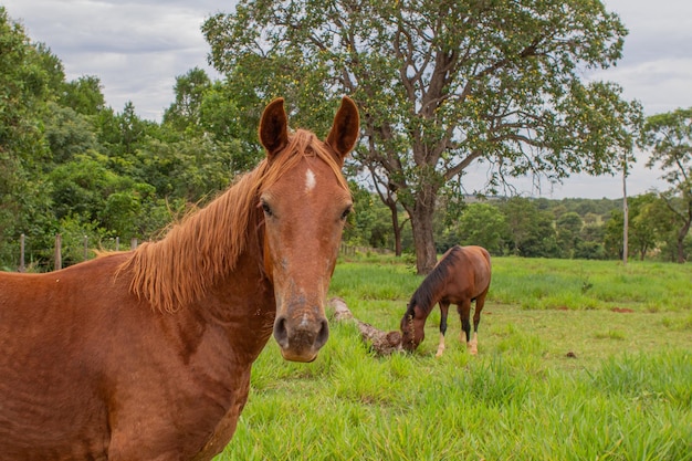 Foto cavalo num lindo gramado verde (en inglés)