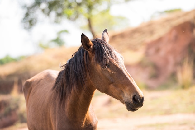 Cavalo olhando na fazenda