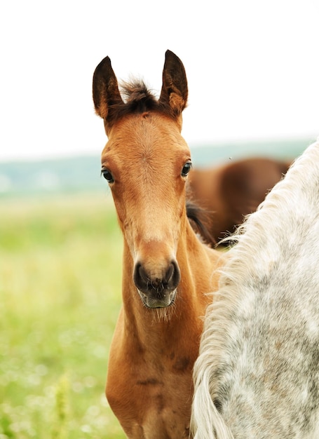 Foto cavalo olhando para a câmera