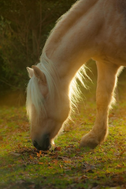 Cavalo palomino pastando em dia de outono