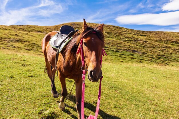 Cavalo pasta em um prado nas montanhas do Cáucaso Daguestão