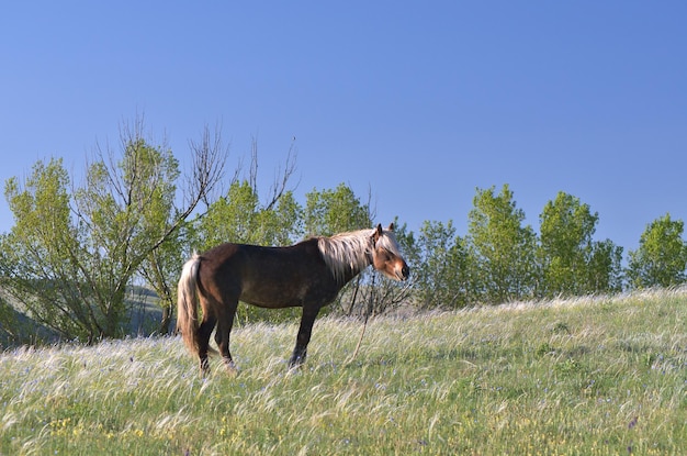 Cavalo pastando em um prado em uma manhã ensolarada