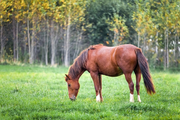 Cavalo pastando em um prado no outono perto de uma floresta