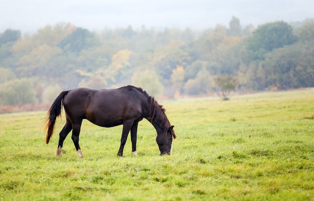 Cavalo pastando em um prado no outono