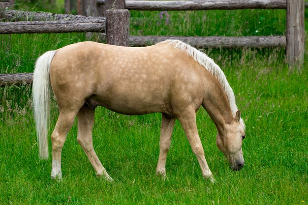 Cavalo pastando em uma exuberante pastagem verde de verão.