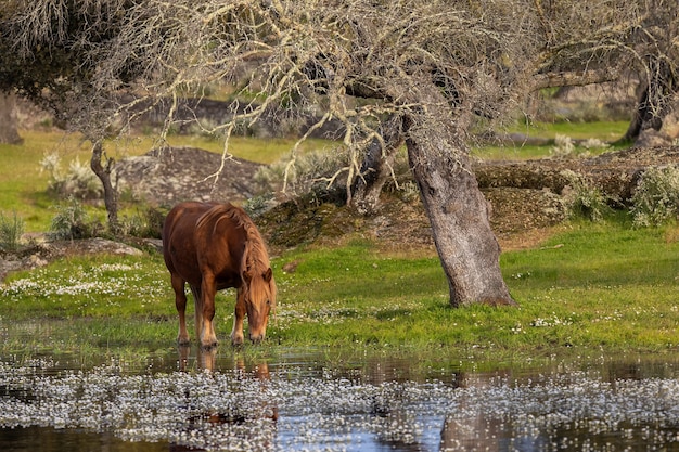 Cavalo pastando na margem de uma lagoa