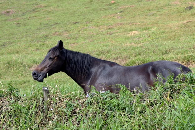 Cavalo pastando nas pastagens vizinhas