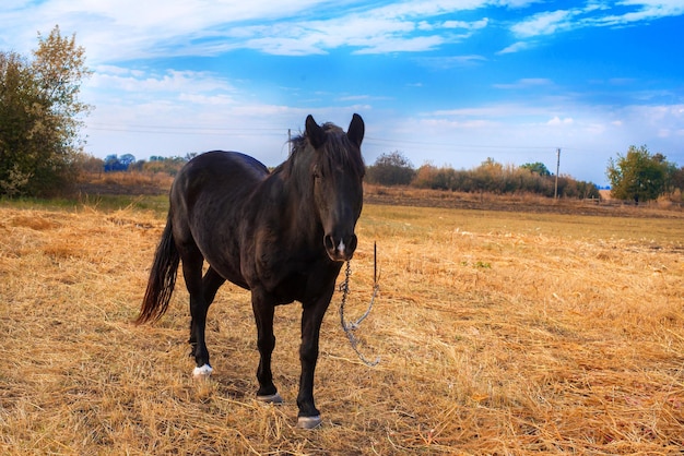 Cavalo pastando no campo contra um lindo céu e nuvens