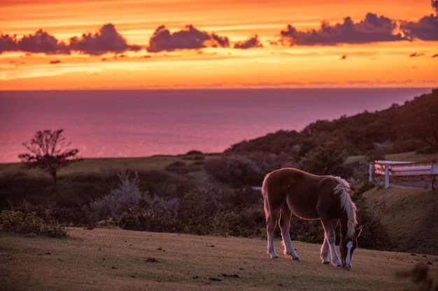 Foto cavalo pastando no campo durante o pôr-do-sol