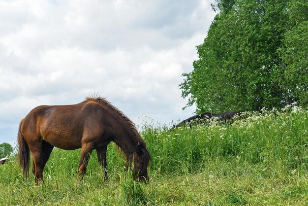 Cavalo pastando no campo em um dia claro