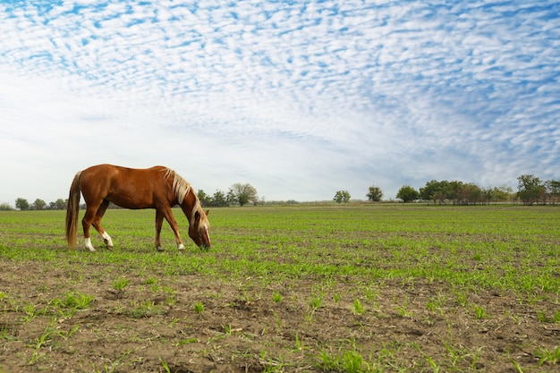 Cavalo pastando no campo verde pela manhã