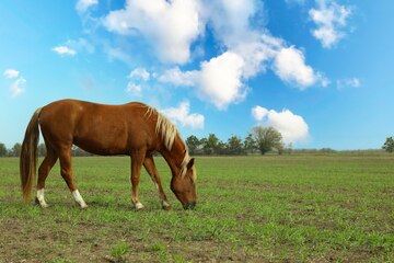 Cavalo Pulando Durante O Encontro De Cavalo Em Todo O País Pela Manhã  Fotografia Editorial - Imagem de grama, verde: 160272922