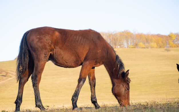 Trote árabe Do Corredor Do Cavalo De Brown No Pasto Foto de Stock - Imagem  de bonito, campo: 15882660