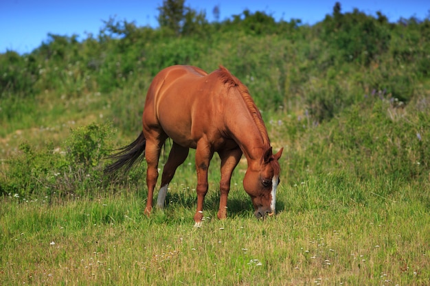 Cavalo pastando no pasto