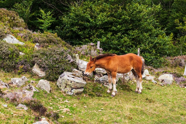 Cavalo pastando nos Pirinéus franceses