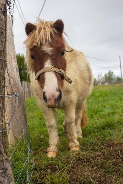 Foto cavalo pequeno bonito olhando para a câmera pônei bonito em terras agrícolas cavalo fofo