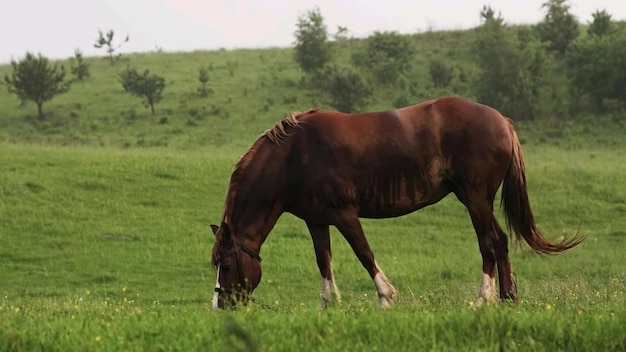 Foto cavalo pesado belga