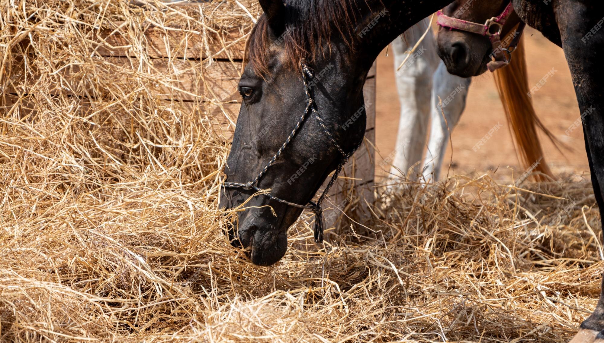 Cavalo preto comendo pastagem no curral a frente de um cavalo pardo Stock  Photo