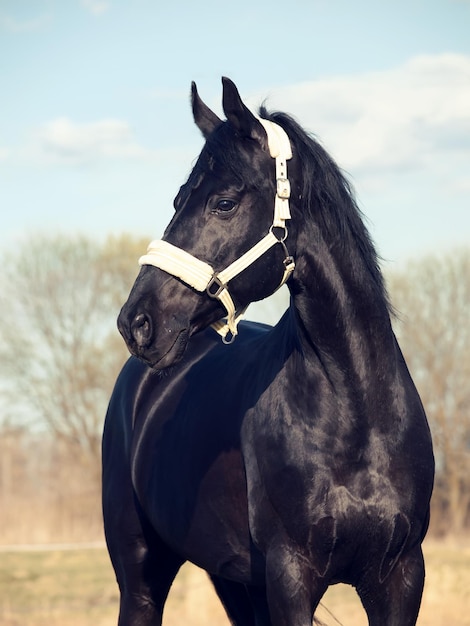 Cavalo preto de pé contra o céu