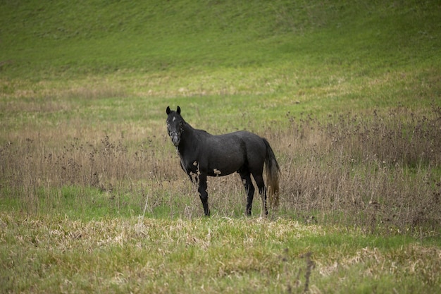 Cavalo preto em um campo verde