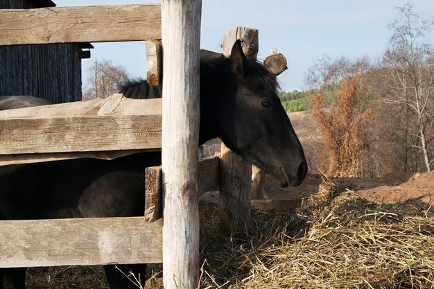 Cavalo preto jovem em um paddock de madeira em casa. a cabeça da égua olha para a frente.