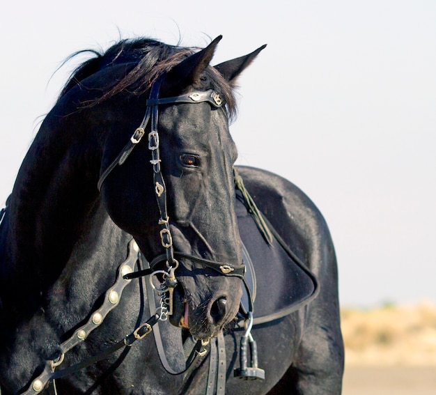 cavalo preto na praia