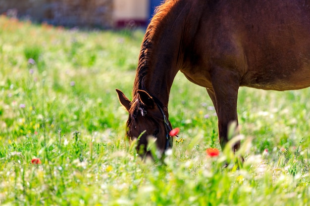 Cavalo preto pastando na primavera no Prado