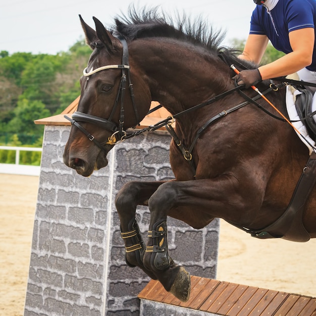 Cavalo De Baía Com Garota De Jóquei Pulando Sobre Um Obstáculo. Um