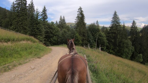 Cavalo puxa uma espreguiçadeira em um caminho de terra em um dia ensolarado