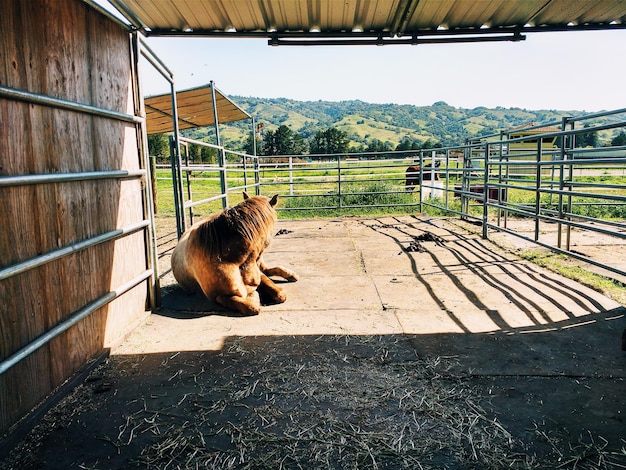 Foto cavalo relaxando no estábulo